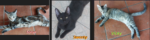 Sonya, Sweety & Vicky Alla Riscossa!